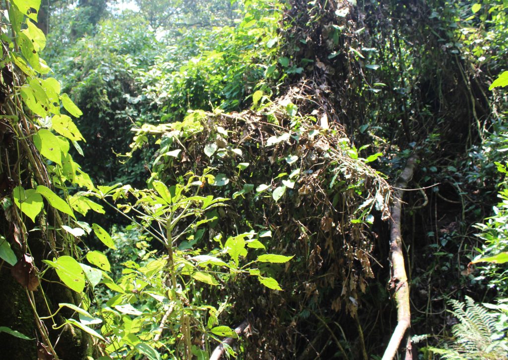 INVENTARIO NACIONAL DE BOSQUES